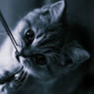 Meet your Posher, Bear